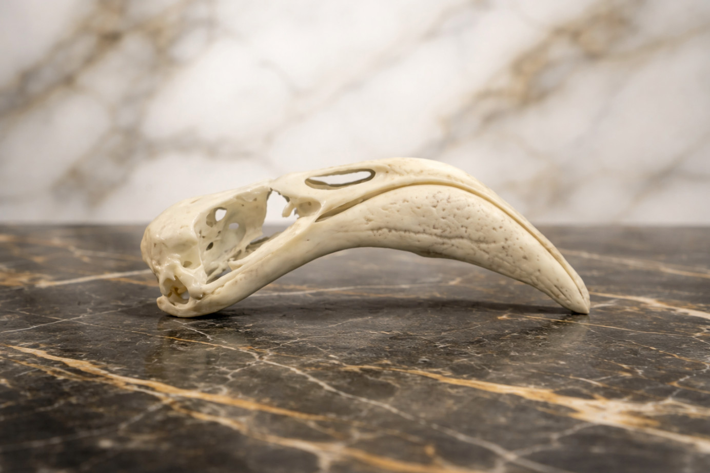 Life-Size Flamingo Skull Replica – Anatomical Model
