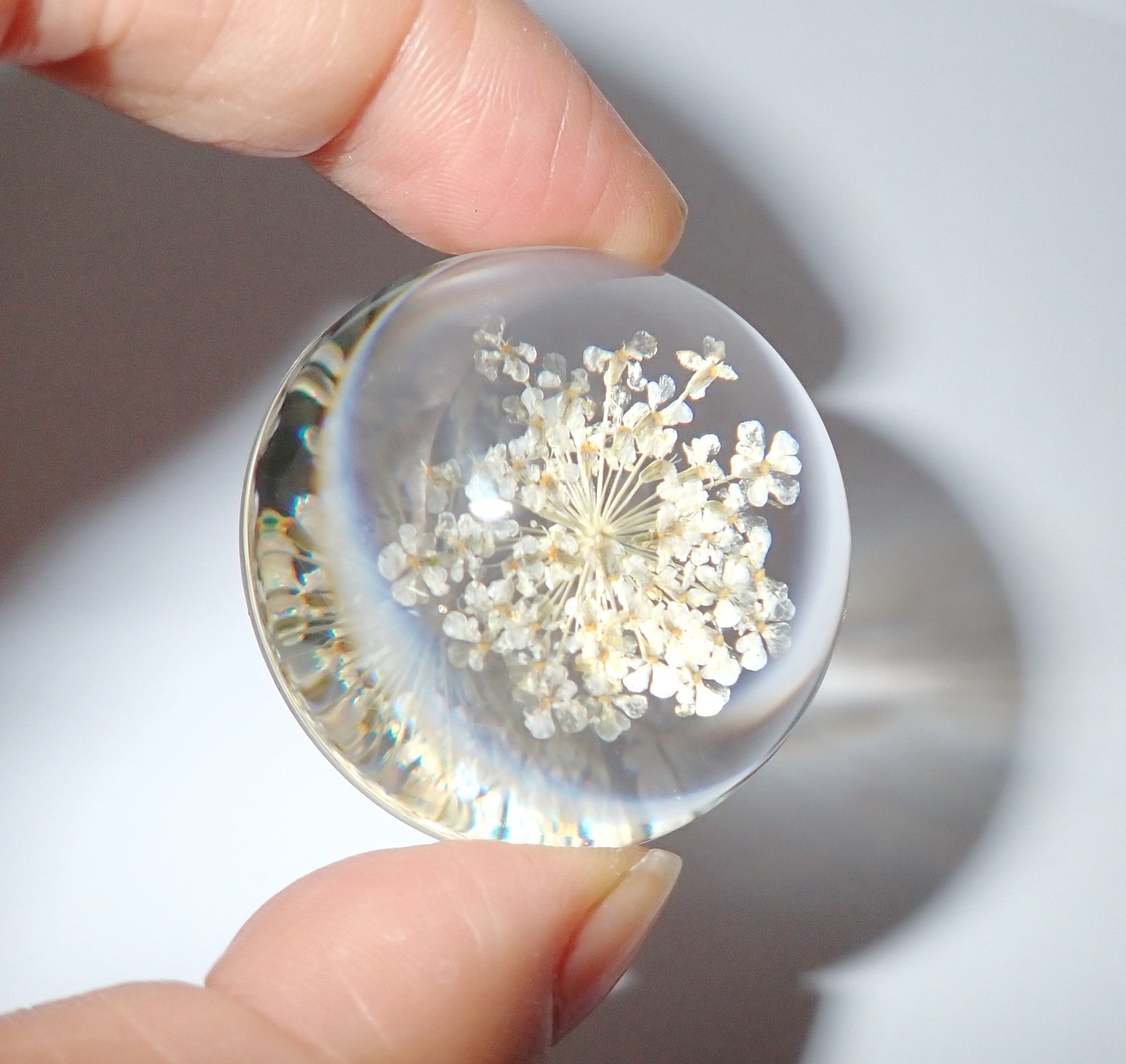 White Laceflower in 38 mm Round Shape Clear Dome Paperweight DP38