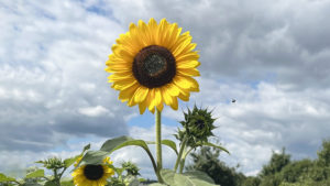 Sonnenblume