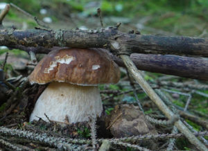 Herbstbild