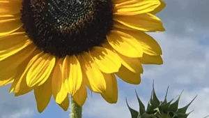Sonnenblume